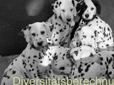 Genetische Diversitätsberechnung beim Hund